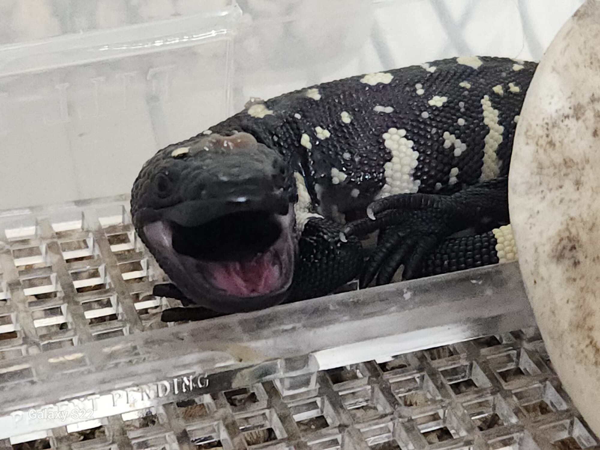 Histórico nacimiento de Heloderma charlesbogerti en el Zoológico La Aurora 