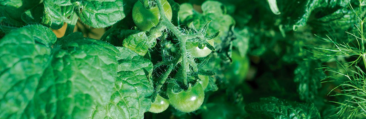 Jardines comestibles y funcionales en los hogares