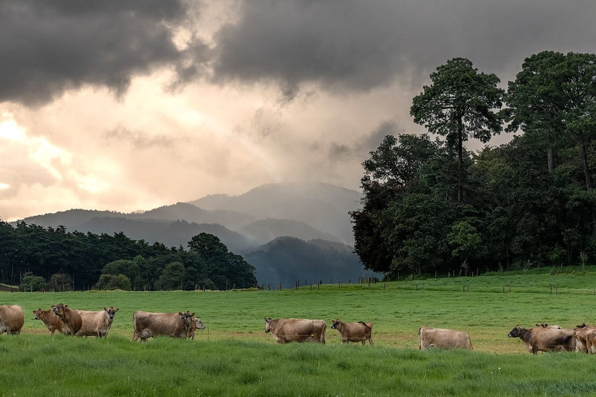 Pasajinak: la marca de lácteos que honra su origen en el “Valle de Pasto”